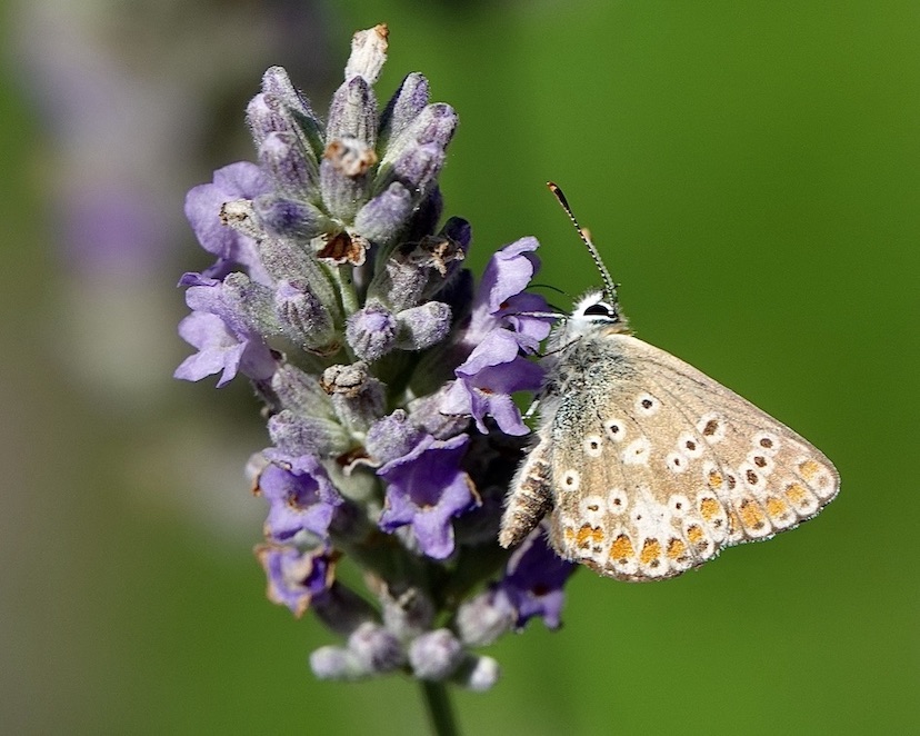 brown argus